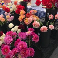 D Collins (@cbdcollins) 's Twitter Profile