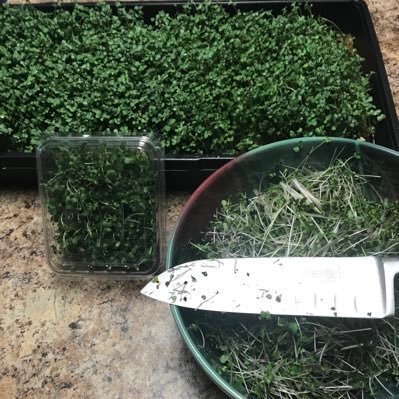 We grow fresh high quality micro greens. Are you looking for a quality source? We are filling grow slots now.We deliver to south Walton & Okaloosa coast