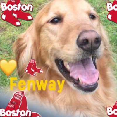 Bosredsoxy's profile picture. Fan of all things Red Sox,Fenway, MLB, Classic Rock,& Golden Retrievers -especially my (rescue) Golden( girl)!One of the Original Red Sox Girls of Summer💛⚾️✌️️
