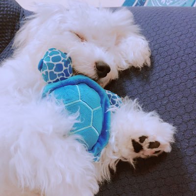 ハナマサ♂2018.2.11生まれ 幼稚園生。 かわいいと呼ばれると愛想よくします。 YouTube→ https://t.co/ZQddhm8nlv