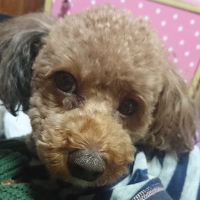 秋田在住☆愛犬のトイプードルに癒されながら過ごしてます(*´ω`*)