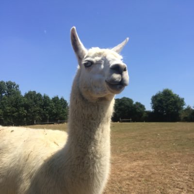 ComboLeBG's profile picture. player Fortnite + de 300 wins