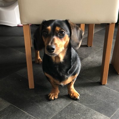 I'm a female miniature dachshund, born in March 2016. I may be tiny but I'm kind of a big deal. Cadet in the #sausagearmy