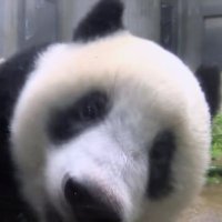 石澤🐼ぷーみ (@bznsxvm3aws29ph) 's Twitter Profile