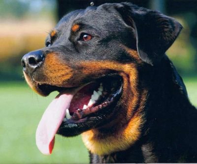 DO U KNOW WATS  LIFE AFTER.DEATH
JUMP THE GATE AND EXPERIANCE IT
ROTTWEILERS