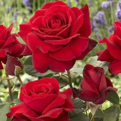 Saya09811823's profile picture. kurdi