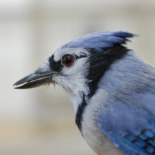 PhD in bird wrangling, interested in cognition, social learning, and communication. Postdoc at University of Nevada, Reno. She/they.