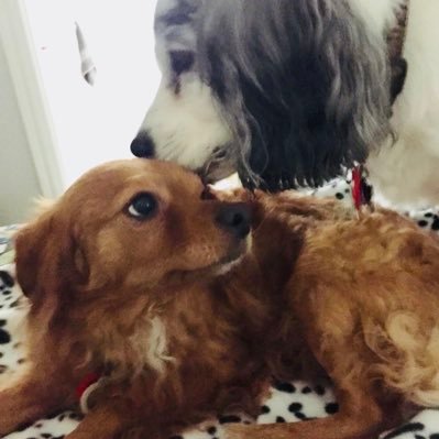 FreeWallyDog's profile picture. sister to the late spaz brother and the late great wallace dean dog, alive in our hearts and a little bit in a cryogenic freezer in texas