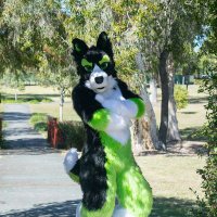 Zane Doggo @ times A Big Cat 😻 (@zane_doggo) 's Twitter Profile