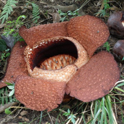 nisesaku39's profile picture. 高等遊民にあこがれるも、資金難でやむを得ず働いている男。一応教育関係者※発言については一個人のものであり、所属団体とは何の関係もありません。ライオンズ推し。HNはスリランカ人がJLPTの申し込みでどこから書いていいかわからないというセリフに由来。どうせ最後まで読まんので、関係ない一言を記す。緑茶焼酎は天の美緑に限る。