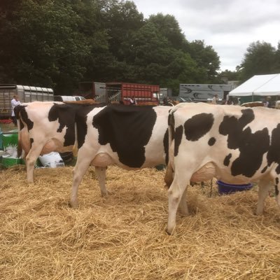 fo2727's profile picture. Dairy farmer and York history graduate. Wife and mum. Breed holsteins, like to bake things!