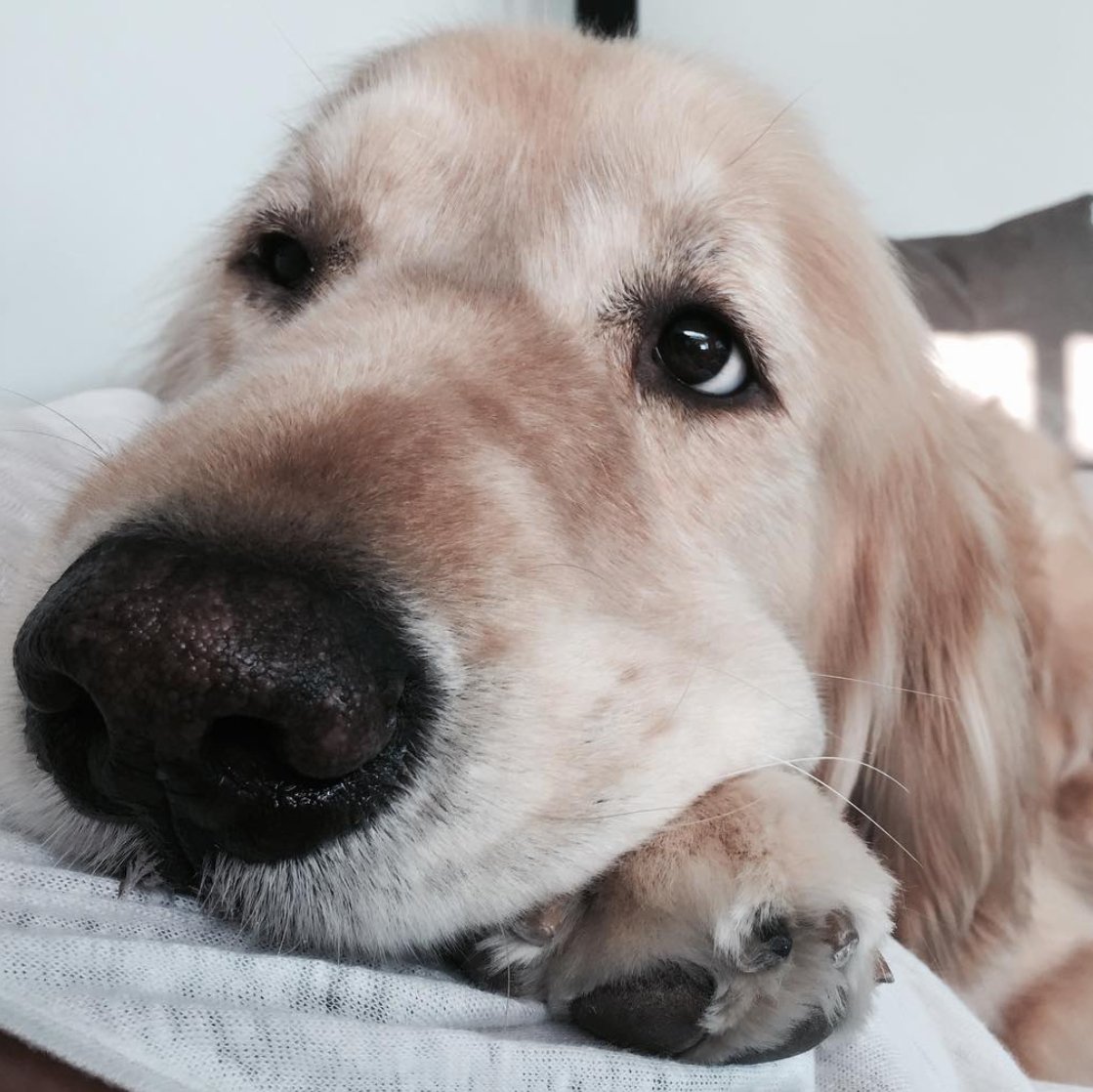 An undercover hooman 🤪 living a curious life of adventures by improving peoples lives by 1% every day 🦁