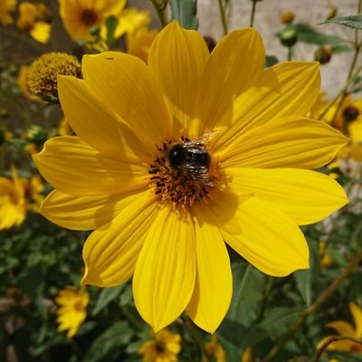 oscalet's profile picture. Be excellent to each other.