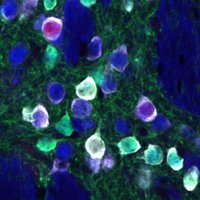 Bateup Lab (@bateuplab) 's Twitter Profile Photo Bateup Lab (@bateuplab) 's Twitter Profile Photo