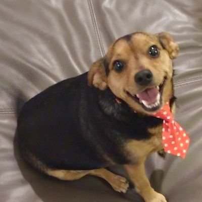 A rescue Dachshund/Chihuaua mix (Chiweenie) with a gimpy paw, a tail that never stops, and a passion for food!