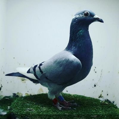 kabbi_nada's profile picture. لتواصل 0534411735 
الزاجل عشق لاينتهي