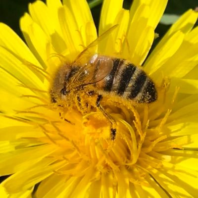 Mêl o’r Môr - Coastal Honey Pembrokeshire