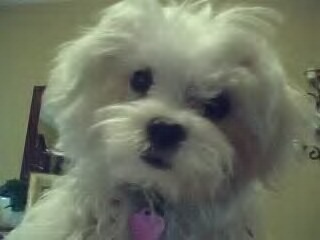 AdorableMe123's profile picture. i am awsome!!!!