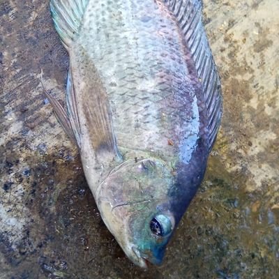 Merdeka07's profile picture. 