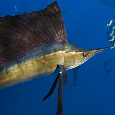 fallas_piedra's profile picture. Conocer y hacer Amistades