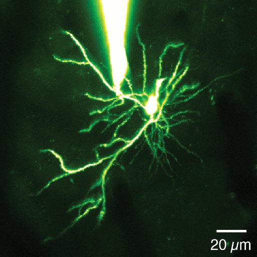 Neural Computation Lab