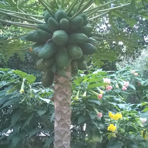 Midori_Ajisai's profile picture. Everyday is Hump Day! 🥴😵🤪