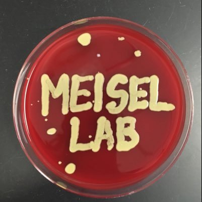 MeiselLab Profile Picture