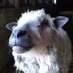 Sandy Ryan (@homesteadwool) Twitter profile photo Sandy Ryan (@homesteadwool) Twitter profile photo