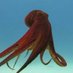 🐙 ventoson XD 🐙 (@pulpacoo) Twitter profile photo 🐙 ventoson XD 🐙 (@pulpacoo) Twitter profile photo