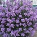 RHS Botany Club (@royalhsbotany) Twitter profile photo RHS Botany Club (@royalhsbotany) Twitter profile photo