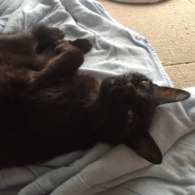 CoHikaco's profile picture. さーちゃんのキュートな写真載せまくります☘