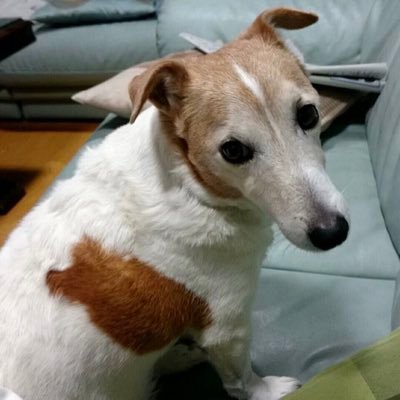ジャックラッセル探してます 犬が迷子です 見かけられましたら どうぞご連絡よろしくお願いします 残念ながら犬本来の帰巣本能が乏しく 単独行動をすると帰ってくることができません ぜひ拡散よろしくお願い致します 犬種 ジャックラッセル