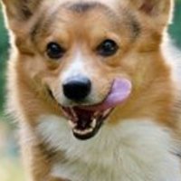 corgilove(@corgilove6) 's Twitter Profile Photo