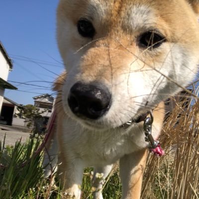 柴犬、ゴールデンレトリバー、ドーベルマン メダカやシルバーアロワナなど家族のイベントもYouTubeに動画配信していますので、良かったらチャンネル登録と👍をお願い致します。