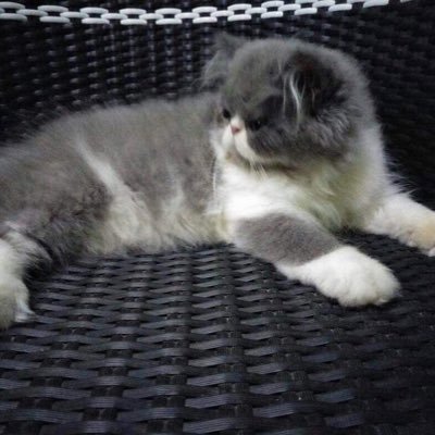 Kucing Persia Angga Amugost Twitter