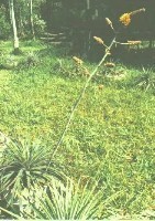 ONG de preservação de uma especie arbustiva (Dyckia agudensis ) endemica do morro Agudo, que esta em extinção.