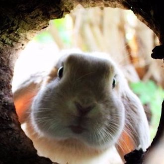 staggering123's profile picture. Absolutely  no violence, ever!  A huge thank you to the Truckers!! Also, twitterfolk, I've noticed a few of you are cowards.