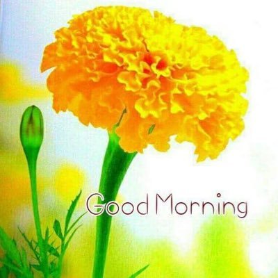 singh40652494's profile picture. 