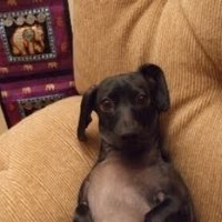 xiam007 (@xiam007) 's Twitter Profile