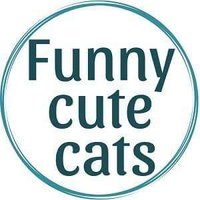 funny cute cats(@funnycutecats1) 's Twitter Profileg