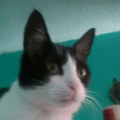 CamilaSSA_'s profile picture. Estudiante de Traducción e Interprete de Ingles en UDLA.