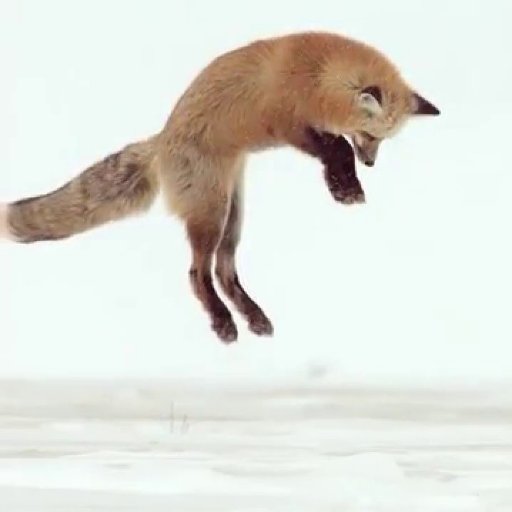 orlev_z's profile picture. תופרת חורים במציאות || זהירות, שביר