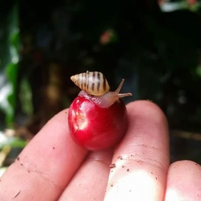 Producto único, de calidad y comprometido con la sostenibilidad de origen Rondón Boyacá - Colombia.