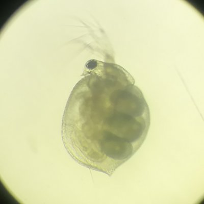 ミジンコ二次電池 報告遅くなりましたが 前とったタマミジンコ 耐久卵が採取出来ました 1枚目 明視野 2枚目 似非暗視野 ミジンコ二次電池 報告遅くなりましたが 前とったタマミジンコ 耐久卵が採取出来ました 1枚目 明視野 2枚目 似非暗視野