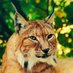 @cinq5lynx