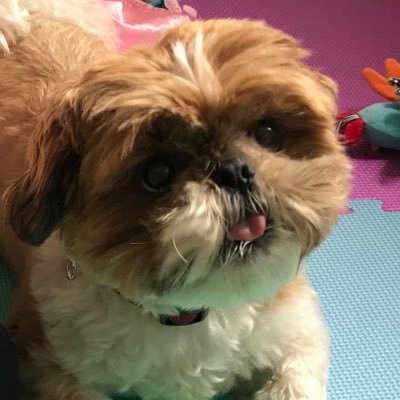 Cooper’s hoomum 💙 Profile