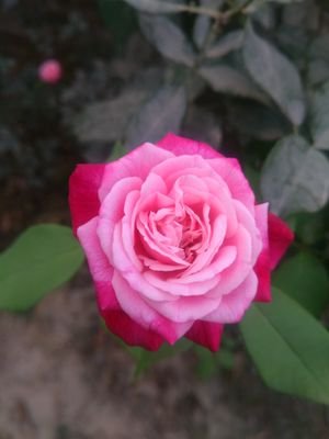 Avinash17458042's profile picture. 