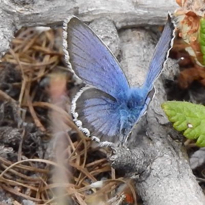 Brit birders migrated into the EU. lepidopterists plants garden & wildlife art, photographing all European Butterflies. NBC & cycling. Earth to Earth