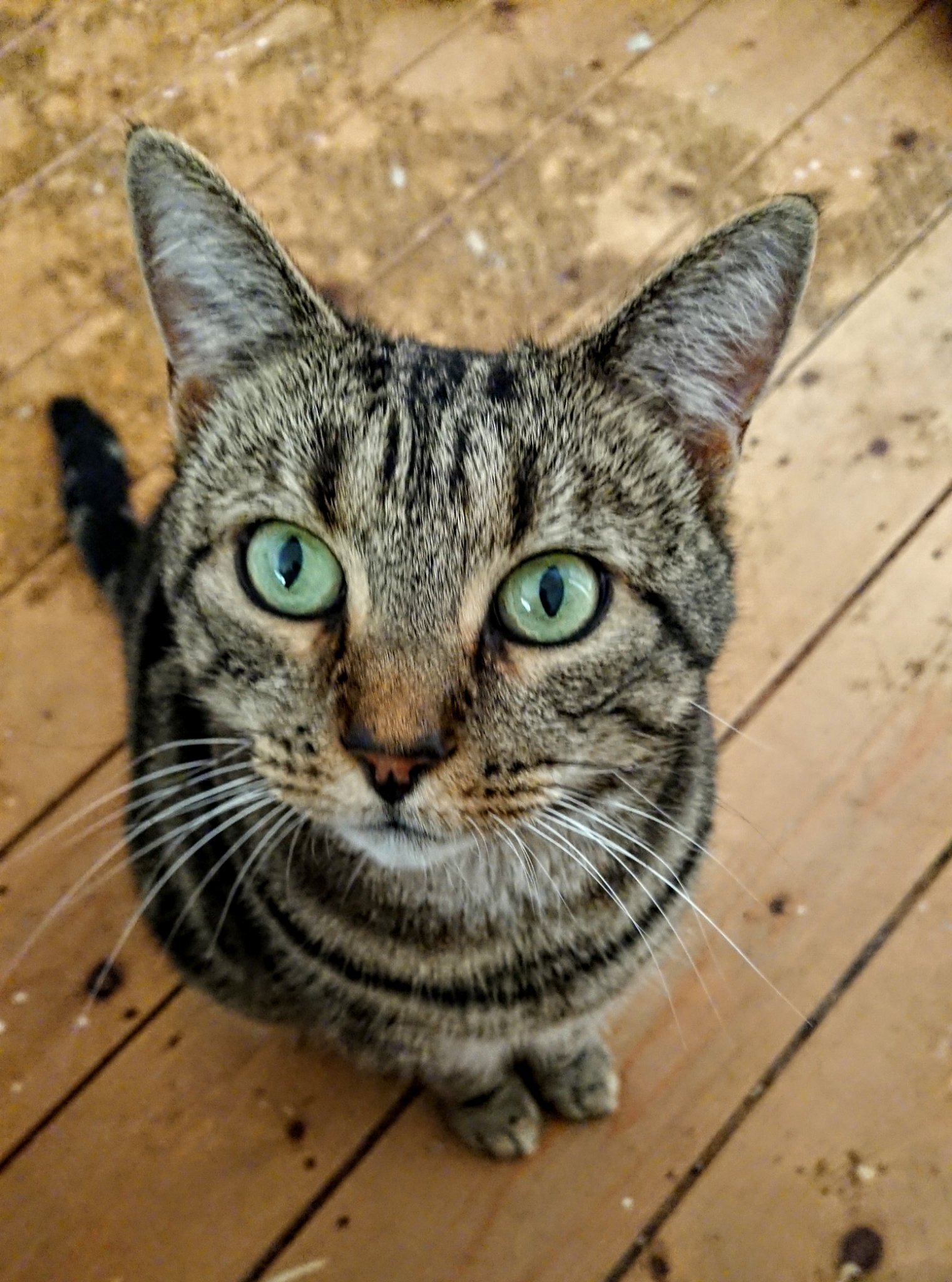 piggynugget's profile picture. A life of mostly cats, T1 diabetes, our little family and other normal things.