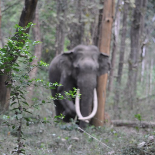 medical doctor, a post graduate trainee in psychiatry , who loves wildlife